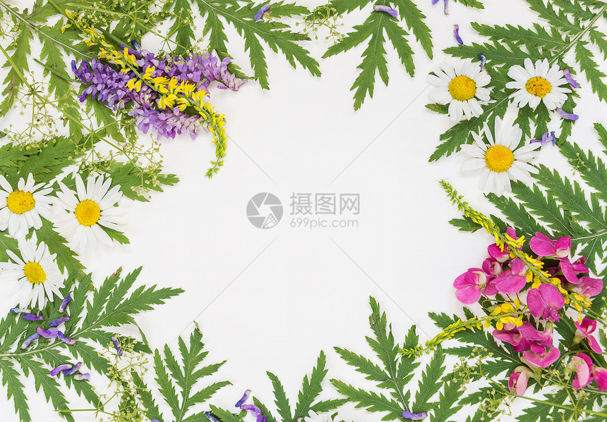 白色背景上有新树枝绿叶草药香甘菊藤叶和其他多彩色野花顶视图平地顶面视图图片