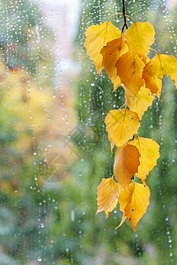 下雨天的树叶图片