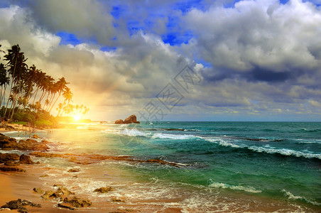 沿海洋日出和热带棕榈树图片