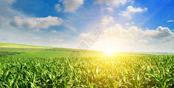 绿地有玉米蓝云天空日出在地平线上背景图片