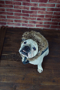 长着冬帽的法国斗牛犬肖像图片