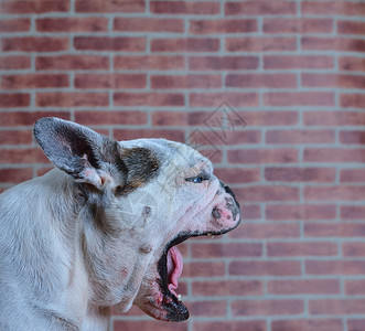 张开嘴的法斗犬肖像图片