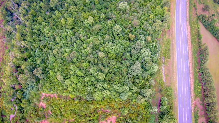 在厚森林上空中飞行图片