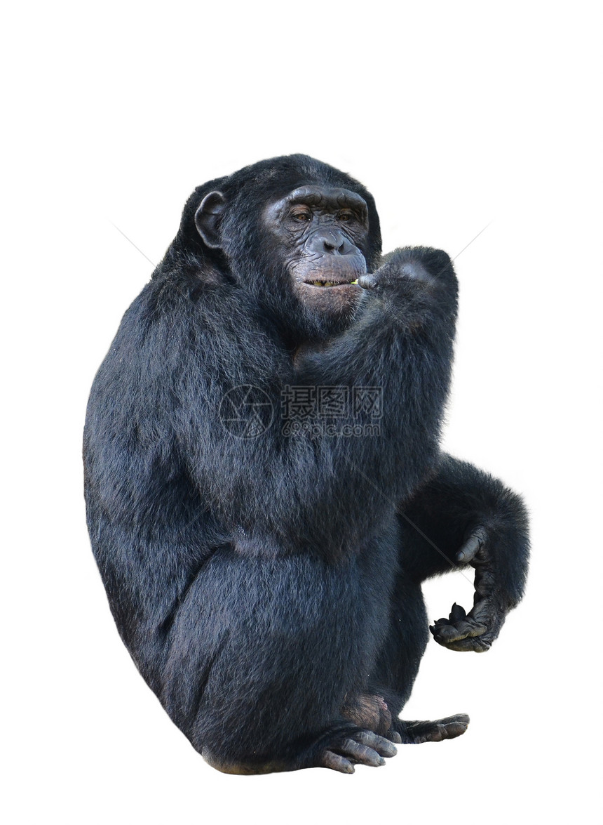 黑猩白底孤立的西米亚巨星图片