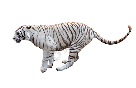 在白背景上孤立的孟加拉虎猫高清图片素材