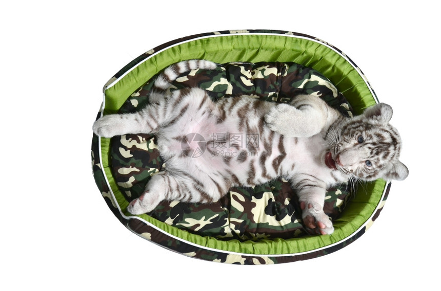 婴儿白老虎躺在背景隔离的床垫里图片
