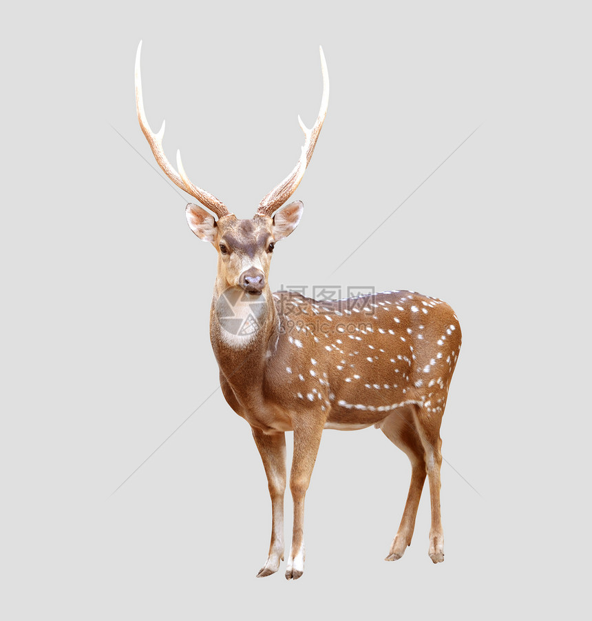 在灰色背景上隔离的雄轴心鹿图片