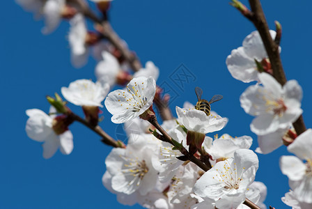白樱花对着蓝天背景图片