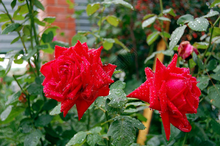 两朵红玫瑰绿叶背景上滴下水的红玫瑰图片