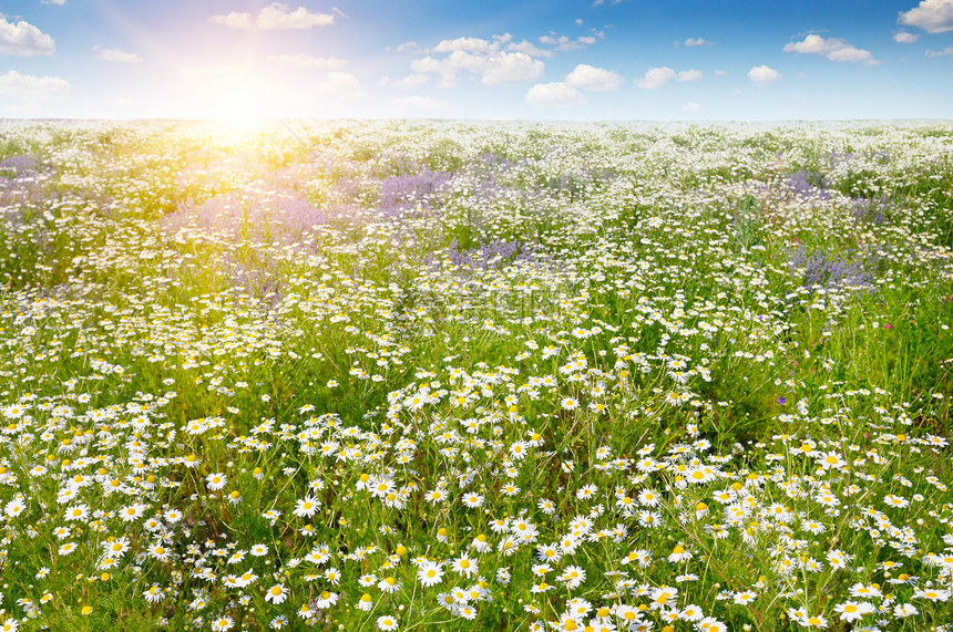 蓝天空上有花朵和太阳的字段聚焦于前景图片