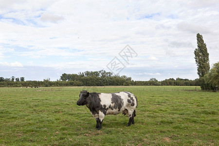 阴云的夏季奶牛在金色草地上站立图片