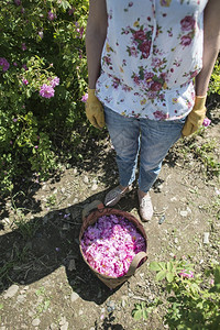 采摘油籽玫瑰颜色的女人玫瑰种植园图片