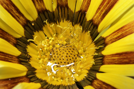 黄色花朵的花蕊图片