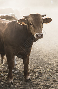 一头公牛在农场里关门牛肉高清图片素材