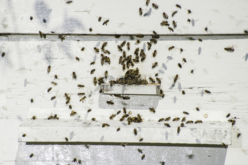 蜜蜂进入巢白窝图片