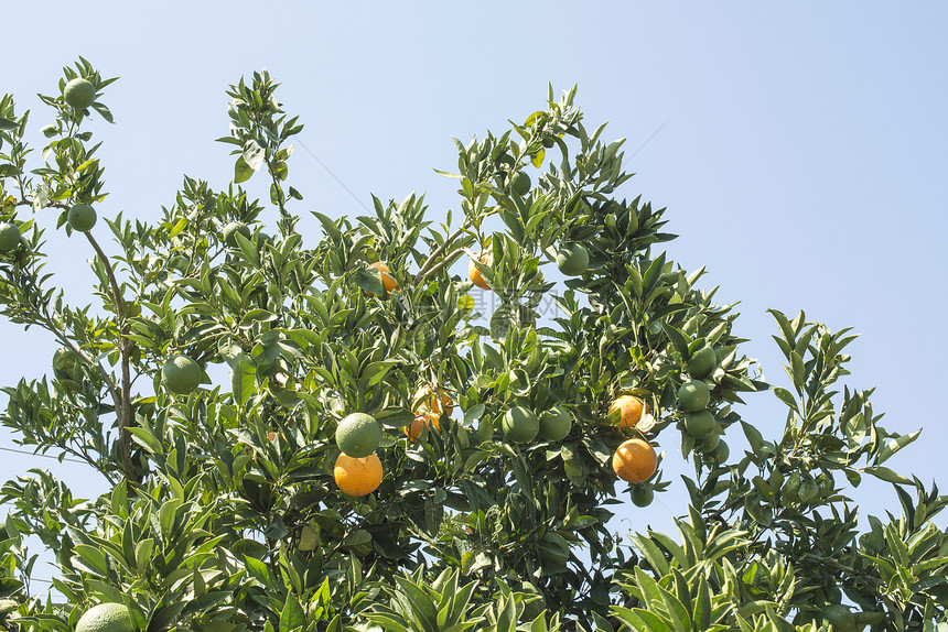 种植园的橙树农种葡萄图片