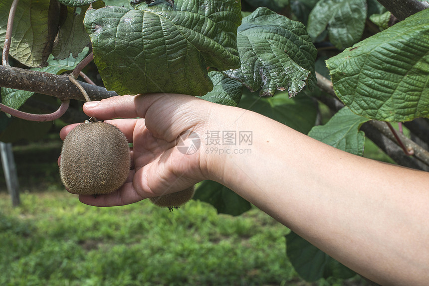 工厂的植物图片