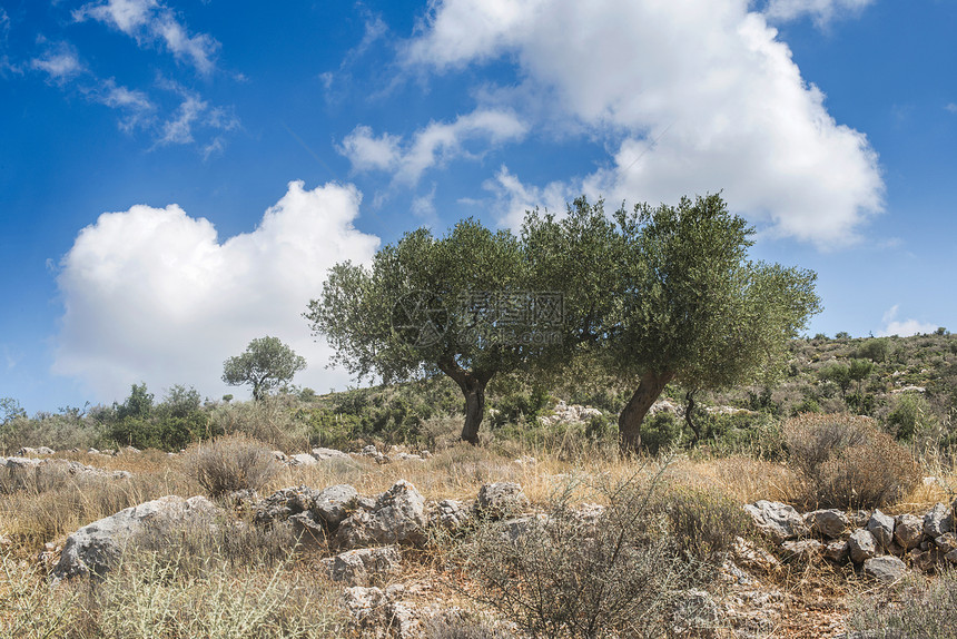 种植中的橄榄树图片