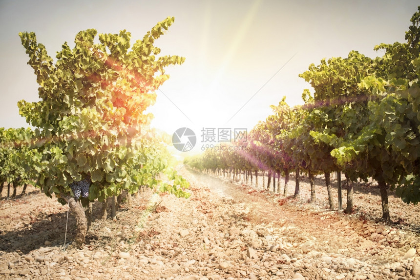 日落时葡萄黄红日光背太阳图片