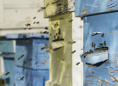 成群的蜜蜂飞向巢阳光照耀家高清图片素材