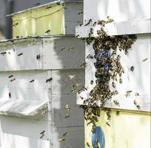成群的蜜蜂飞向巢阳光照耀蜂蜜高清图片素材