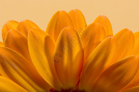 橙色gerba花朵图片