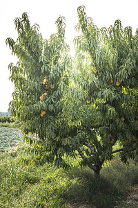 带果实的桃子树阳光图片
