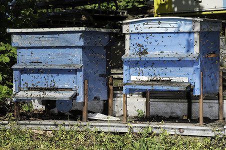 成群的蜜蜂飞向巢阳光照耀养蜂高清图片素材