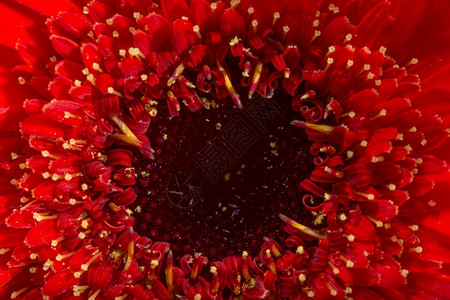 红色的梅花朵图片