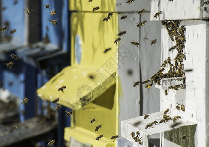 成群的蜜蜂飞向巢阳光照耀养蜂高清图片素材