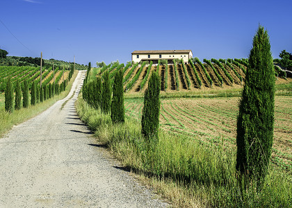 意大利托斯卡纳的农场道路和葡萄园图片