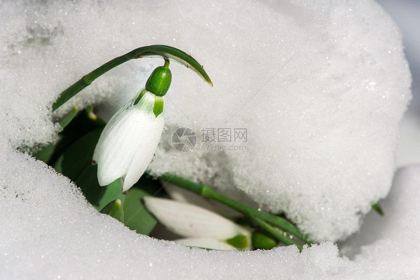 雪中的花关闭宏拍摄图片