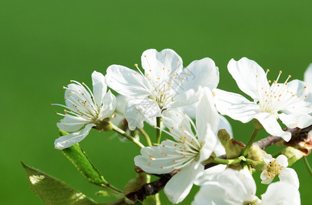 春xa的白树花图片