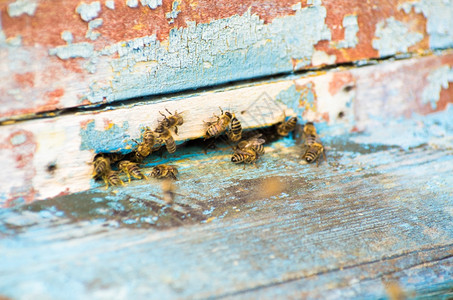 蜜蜂和后在梳子上的蜜蜂图片