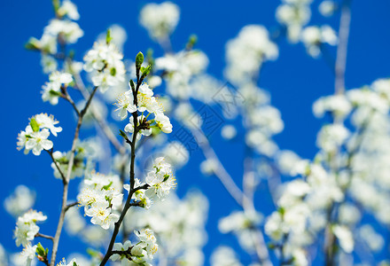春xa的白树花图片