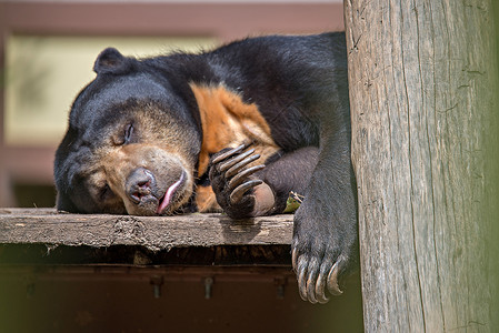 太阳熊或蜂蜜在睡觉高清图片