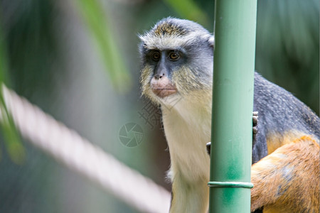 青竹林中的非洲杂草猴子绿脓杆菌高清图片素材