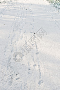 积雪中的脚印图片