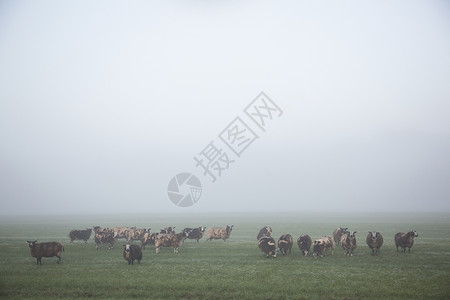 在清晨的草地里在寒凉的光辉中在大棚里站起来吃羊和草图片