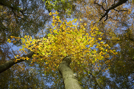 秋天黄色的山毛榉叶子和森林里明亮的蓝天高清图片