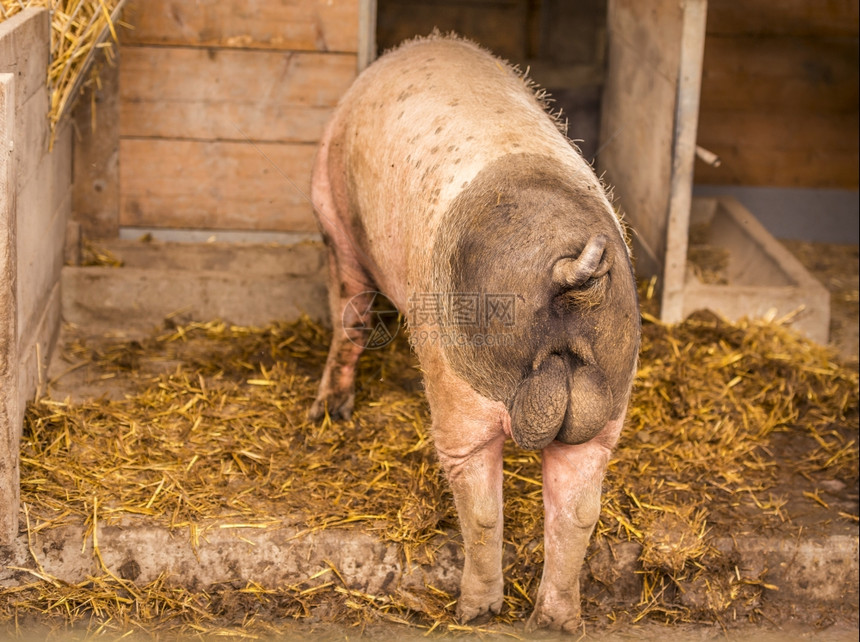 swabinhl男猪一种德国从后面看在动物园的巢穴里图片