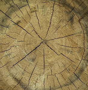 木质纹理和树干木质的圆环和裂缝图片