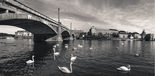 其古老的桥梁穿过伏尔塔瓦河天鹅在上游泳图片