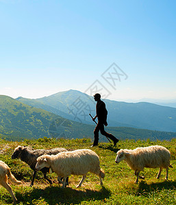山顶上羊群牧的人背影图片