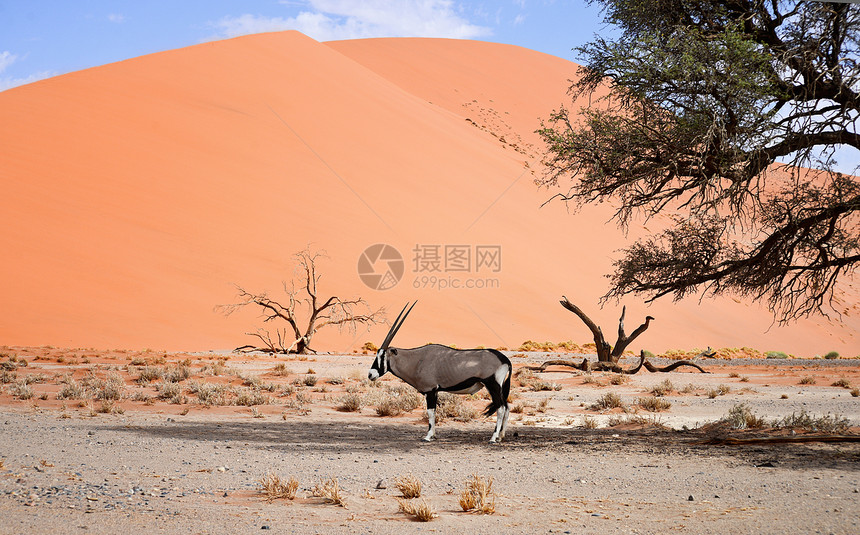 沙丘沙漠图片