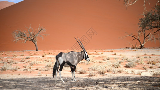 非洲的羚羊图片