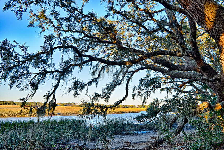 在南卡罗林纳植物湾种园的埃迪斯托河上铺设活橡树图片