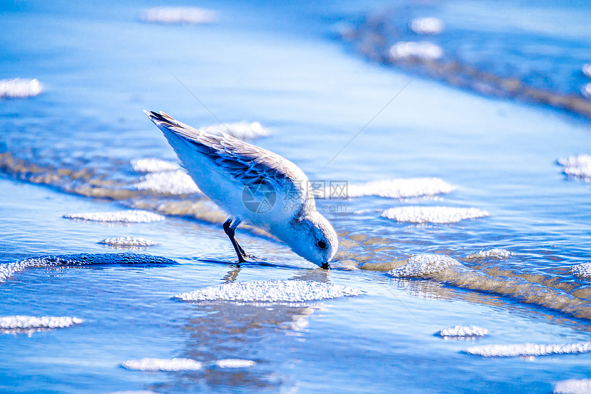 南卡罗林纳海滩的勺子浮沙和上岸鸟非常罕见世界上濒危和极为罕见的物种清晨光在水中行走和觅食图片
