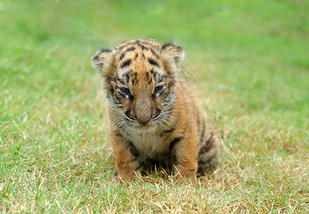 可爱的小老虎野生动物高清图片素材