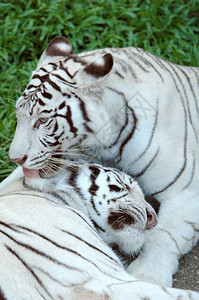 白孟加拉虎野生的高清图片素材